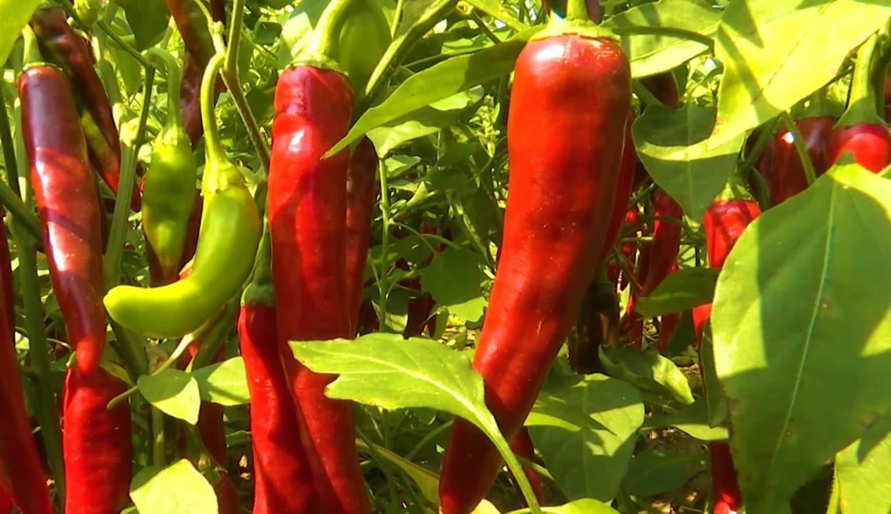 開魯縣椒好食品有限公司